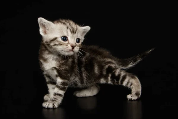 Studiofotografering American Shorthair Katt Färgad Bakgrund — Stockfoto