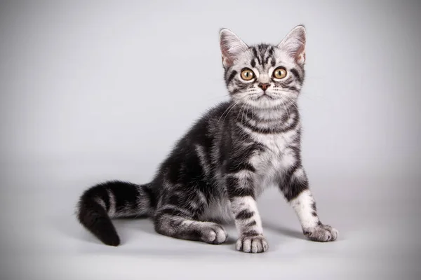 Fotografía Estudio Gato Americano Taquigrafía Sobre Fondos Color — Foto de Stock