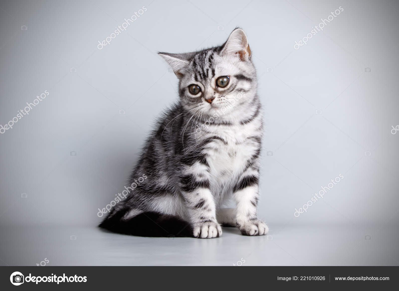 Photographie Studio Chat Americain Poil Court Sur Fond Colore Image Libre De Droit Par Alex Vol C