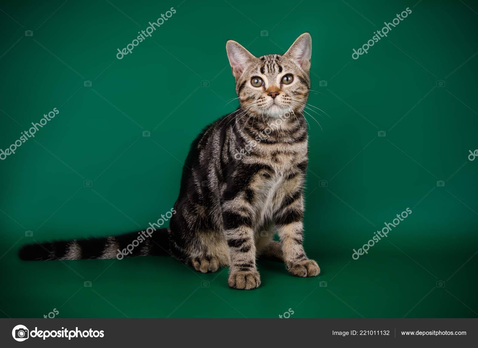 Photographie Studio Chat Americain Poil Court Sur Fond Colore Image Libre De Droit Par Alex Vol C