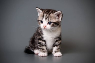 stüdyo fotoğrafçılığı renkli arka plan üzerinde bir Amerikalı stenografi kedi