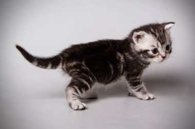 stüdyo fotoğrafçılığı renkli arka plan üzerinde bir Amerikalı stenografi kedi