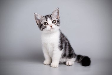 stüdyo fotoğrafçılığı renkli arka plan üzerinde bir Amerikalı stenografi kedi