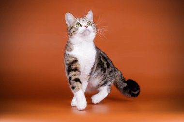 stüdyo fotoğrafçılığı renkli arka plan üzerinde bir Amerikalı stenografi kedi