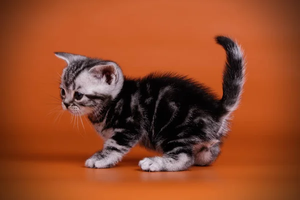 Fotografía Estudio Gato Americano Taquigrafía Sobre Fondos Color —  Fotos de Stock