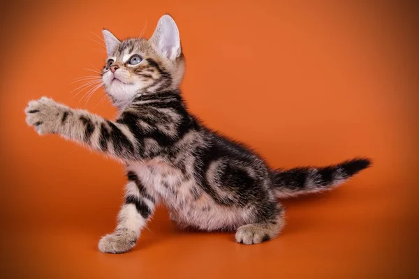 Fotografía Estudio Gato Americano Taquigrafía Sobre Fondos Color —  Fotos de Stock