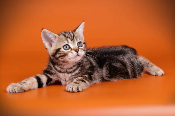 Studioaufnahmen Einer Amerikanischen Kurzhaarkatze Auf Farbigem Hintergrund — Stockfoto