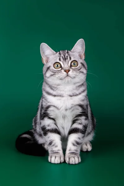 Studio Photography American Shorthair Cat Colored Backgrounds — Stock Photo, Image