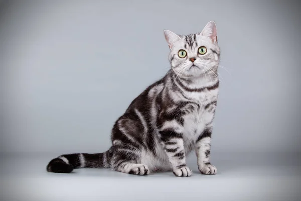 Fotografía Estudio Gato Americano Taquigrafía Sobre Fondos Color — Foto de Stock