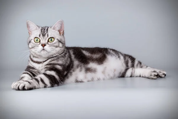 Studiové Fotografie Amerického Shorthair Kočky Barevné Pozadí — Stock fotografie