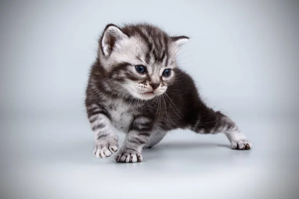 Studiofotografering American Shorthair Katt Färgad Bakgrund — Stockfoto