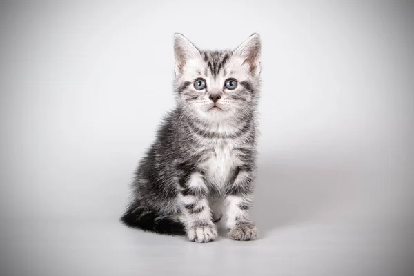 Στούντιο Φωτογραφίας Από Ένα Αμερικανικό Shorthair Γάτα Έγχρωμα Φόντα — Φωτογραφία Αρχείου