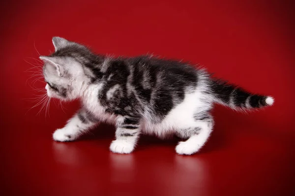 배경에 Shorthair 고양이의 스튜디오 — 스톡 사진