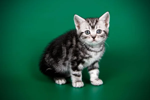 Studio Photography American Shorthair Cat Colored Backgrounds — Stock Photo, Image