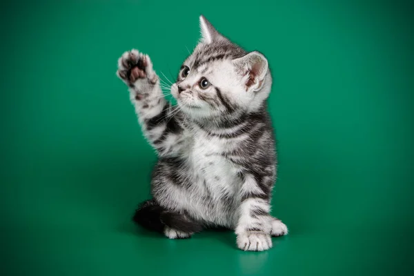 Студійна Фотозйомка Американська Короткошерста Кішка Кольорові Столу — стокове фото