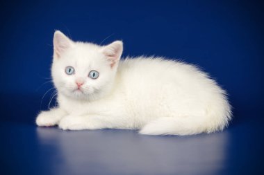 stüdyo fotoğrafçılığı renkli arka plan üzerinde bir İskoç düz stenografi kedi