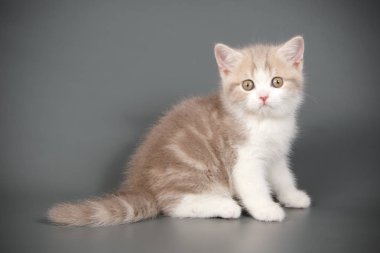 stüdyo fotoğrafçılığı renkli arka plan üzerinde bir İskoç düz stenografi kedi