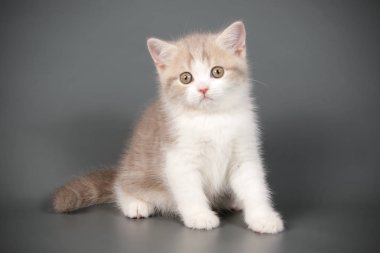 stüdyo fotoğrafçılığı renkli arka plan üzerinde bir İskoç düz stenografi kedi