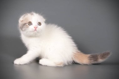 Bir İskoç fold stenografi kedi renkli arka plan üzerinde fotoğraf stüdyosu