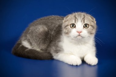 Bir İskoç fold stenografi kedi renkli arka plan üzerinde fotoğraf stüdyosu