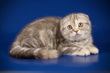 Bir İskoç fold stenografi kedi renkli arka plan üzerinde fotoğraf stüdyosu