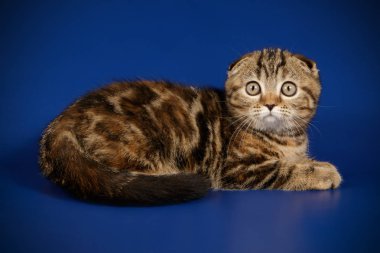 Bir İskoç fold stenografi kedi renkli arka plan üzerinde fotoğraf stüdyosu