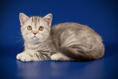 stüdyo fotoğrafçılığı renkli arka plan üzerinde bir İskoç düz stenografi kedi