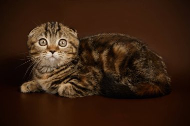 Bir İskoç fold stenografi kedi renkli arka plan üzerinde fotoğraf stüdyosu