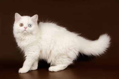 Bir İskoç düz longhair kedi renkli arka plan üzerinde fotoğraf stüdyosu