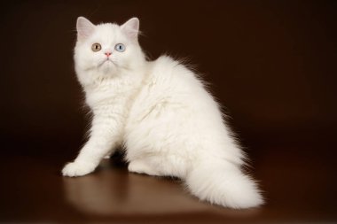 Bir İskoç düz longhair kedi renkli arka plan üzerinde fotoğraf stüdyosu