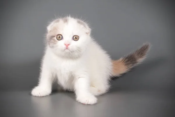 Studioaufnahme Einer Schottischen Kurzhaarkatze Auf Farbigem Hintergrund — Stockfoto