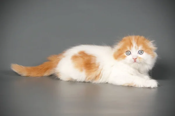 Στούντιο Φωτογραφίας Scottish Διπλώνετε Μακρυμάλλεις Γάτες Έγχρωμα Φόντα — Φωτογραφία Αρχείου
