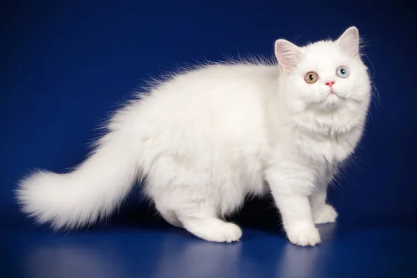 Fotografía Estudio Gato Escocés Pelo Largo Liso Sobre Fondos Color —  Fotos de Stock