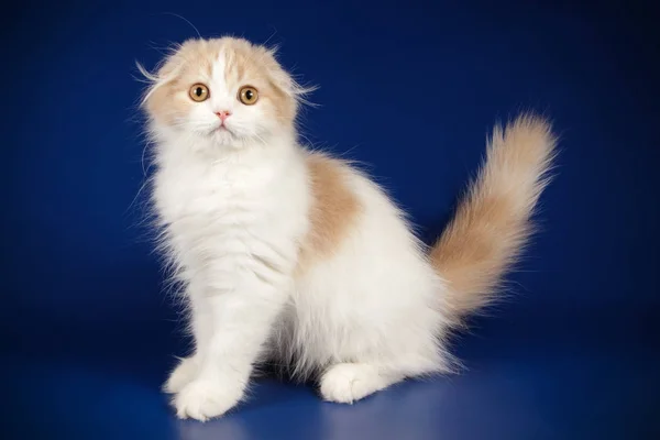 Estudio Fotografía Gato Pelo Largo Pliegue Escocés Sobre Fondos Color —  Fotos de Stock