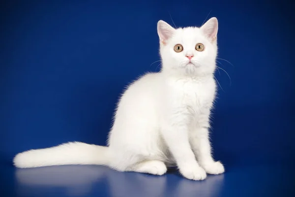 Studio Photography Scottish Fold Shorthair Cat Colored Backgrounds — Stock Photo, Image