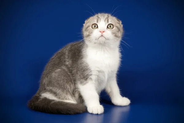 Fotografia Estúdio Gato Escocês Dobra Shorthair Fundos Coloridos — Fotografia de Stock