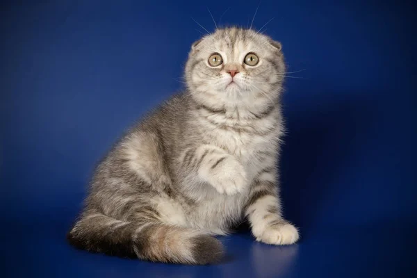 Studio Photography Scottish Fold Shorthair Cat Colored Backgrounds — Stock Photo, Image