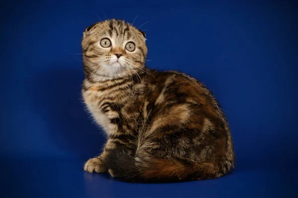 カラーの背景にスコティッシュフォールド ショートヘア猫のスタジオ撮影 — ストック写真