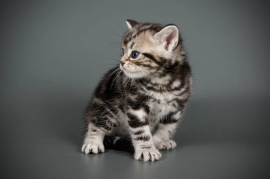 stüdyo fotoğrafçılığı renkli arka plan üzerinde bir Amerikalı stenografi kedi