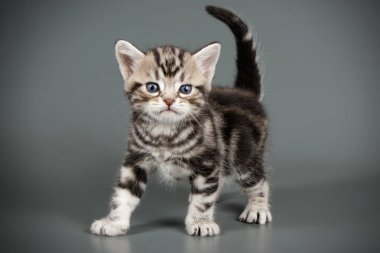 stüdyo fotoğrafçılığı renkli arka plan üzerinde bir Amerikalı stenografi kedi