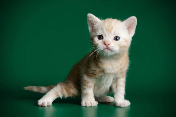 Fotografia Estúdio Gato Americano Shorthair Fundos Coloridos — Fotografia de Stock