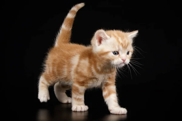 Studiofotografering American Shorthair Katt Färgad Bakgrund — Stockfoto