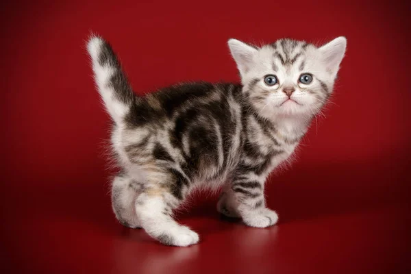 Studio Fotografi Dari Amerika Kucing Bulu Pendek Latar Belakang Berwarna — Stok Foto