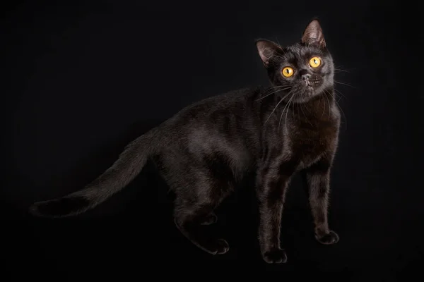 Studio Fotografi Dari Amerika Kucing Bulu Pendek Latar Belakang Berwarna — Stok Foto