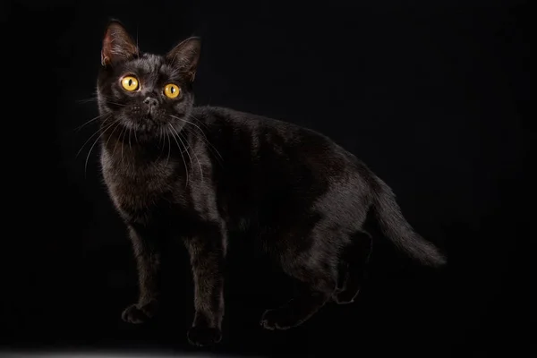 Studio Fotografi Dari Amerika Kucing Bulu Pendek Latar Belakang Berwarna — Stok Foto