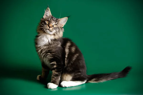 Studio Photography Maine Coon Cat Colored Backgrounds — Stock Photo, Image