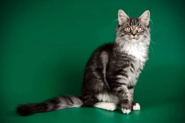 Studiové Fotografie Maine Coon Kočky Barevné Pozadí — Stock fotografie