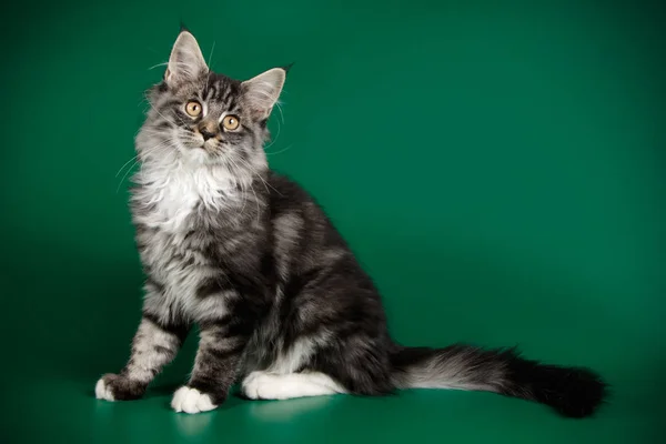 Studiové Fotografie Maine Coon Kočky Barevné Pozadí — Stock fotografie