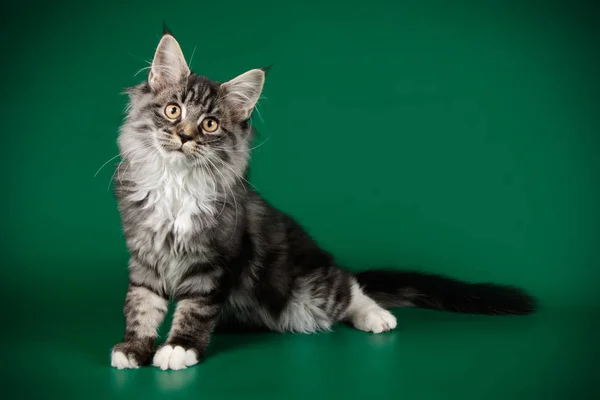 Studio Photography Maine Coon Cat Colored Backgrounds — Stock Photo, Image