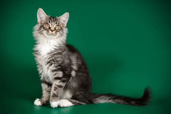 Studiové Fotografie Maine Coon Kočky Barevné Pozadí — Stock fotografie